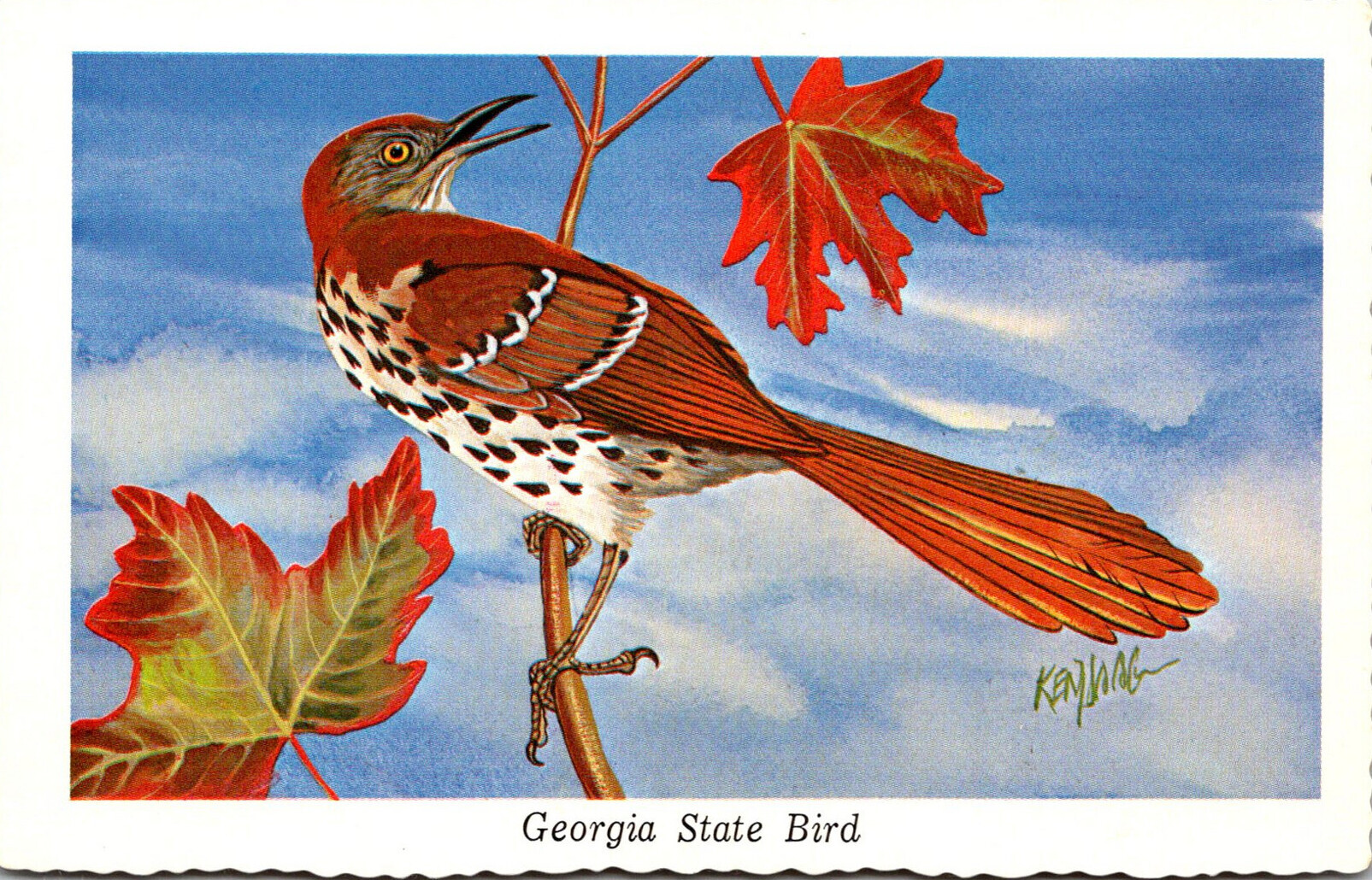 georgias state bird