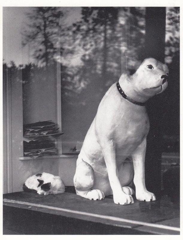 Los Angeles How Much Is That Dog Doggie In The Window RPC USA Photo Postcard