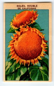 1920's Flower Seed Art Print SOLEIL SUNFLOWER Lithograph Original Vintage Unused