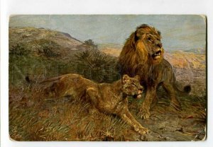 3131811 HUNT Family of LION by MEYERHEIM Vintage TUCK 1220 PC