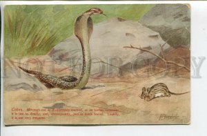 462253 EGERSDORFER Snake COBRA & Mouse Vintage postcard 1913 year