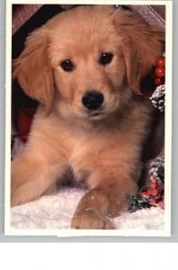 Postcard..Really Cute Little Gold Puppy Dog