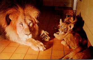 Male Lion With Cubs At New Milwaukee County Zoological Park Milwaukee Wisconsin