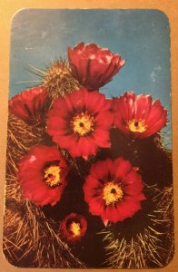 VINTAGE UNUSED  POSTCARD HEDGEHOG CACTUS