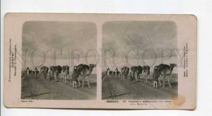 294338 1910 Caucasus TURKEY Tuzluca Kulp camel caravan with salt STEREO PHOTO