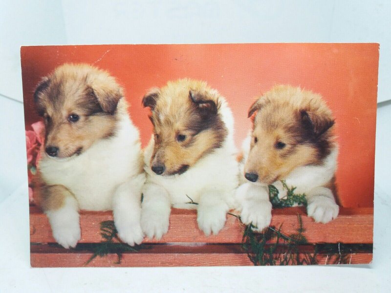 3 Beautiful Inquisitive Rough Collie Lassie Puppies Vintage Postcard 1960s