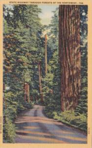 Trees Along State Highway Through Forests Of The Northwest Curteich