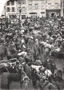 BT4315 La foire aux Chevaux Horse Auvergne France