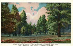 Vintage Postcard 1920's Kaibab National Forest En Route to Grand Canyon National