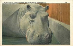  FL, Sarasota, Florida, Ringling Brothers  Winter Quarters, Hippopotamus