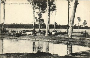 PC CPA AUSTRALIA, PAYSAGE AUSTRALIEN PRÉS SYDNEY, Vintage Postcard (b27139)