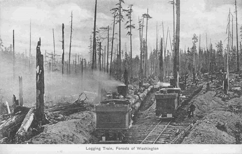Logging Train Forest of Washington 1910c postcard