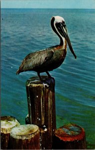 Daytona Beach Florida Postcard PC393