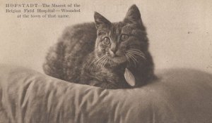 Hofstadt Belgium Military Cat Wounded In Germany Hospital War Mascot Old Post...