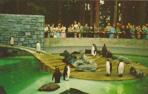 Penguins Stanley Park Vancouver British Columbia