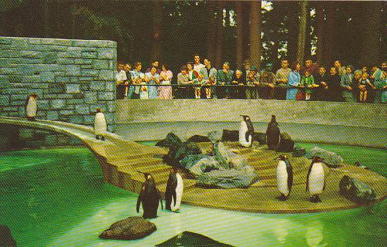 Penguins Stanley Park Vancouver British Columbia