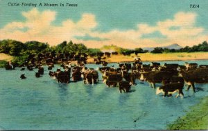 Cows Cattle Fording A Stream In Texas