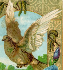 1880s W.G. Lettow Fine Shoes Mica Iris Dove Milwaukee, WI 3V