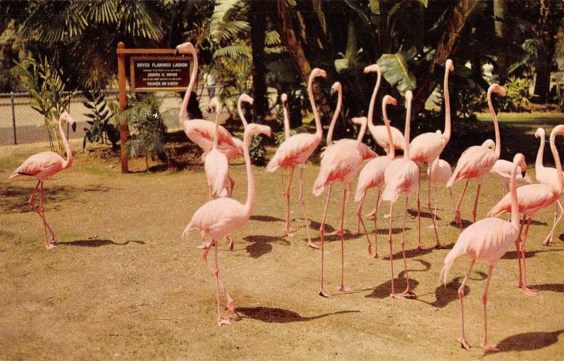 BR101818 animal zolor series from the san  diego zoo flamingos  usa 