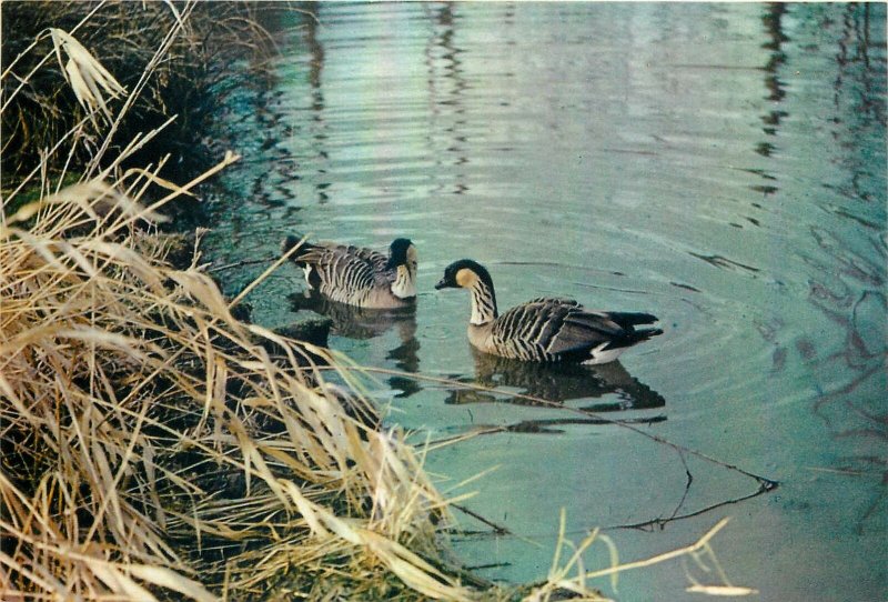 Postcard Animals Ne Ne Hawaiian Geese