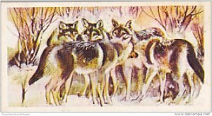 Brooke Bond Vintage Trade Card Wonders Of Wildlife 1976 No 43 Wolves Team Tac...