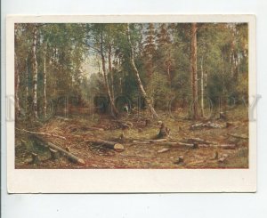 457512 USSR 1960 year Shishkin Birch Forest Tambov Museum old postcard