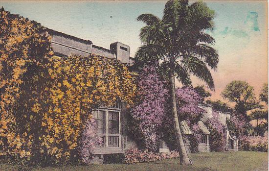 Bignonia and Bougainvillea In Bloom In Florida Albertype