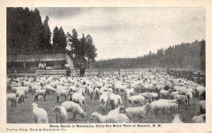 Roswell New York Sheep Ranch in Mountains Vintage Postcard CC4216