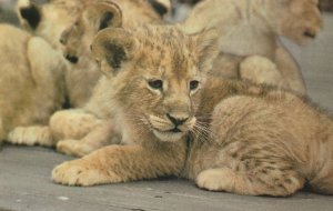 Lion Cub at London Zoo Rare 1970s Postcard