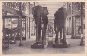 Belgium Brussells Bruxelles Musee Royal D Histoire Naturelle Elephants Zebre ...
