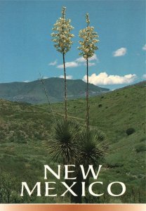 Vintage Postcard Spanish Bayonet Desert Yucca Desert Vegetation New Mexico NM