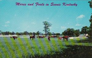 Kentucky Mares and Foals On A Blue Grass Horse Farm