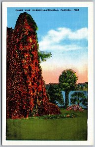 Vtg Florida FL Flame Vine Bignonia Venusta Flower Tropical Landscape Postcard