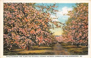 Apple Blossom between Cumberland and Hagerstown - Cumberland, Maryland MD  