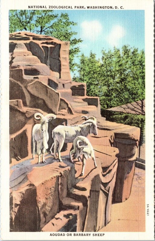 National Zoological Park Washington Dc Barbary Sheep North Africa Ct Postcard 