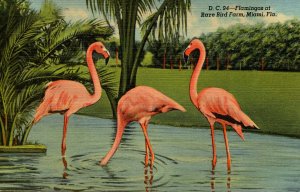 Flamingos