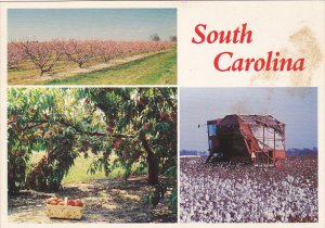 Greetings From South Carolina Peaches and Cotton Multi View