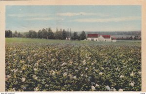 Field of Potatoes, BEDEQUE, P.E.I., Canada , PU-1939