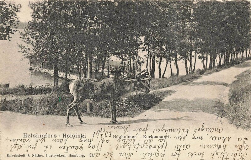 HELSINKI FINLAND~HELSINGFORS-LARGE DEER~1903 HOGHOLME PHOTO POSTCARD