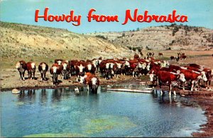 Nebraska Howdy With Cattle At Their Water Hole