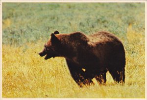 Grizzly Bear