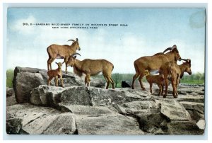 c1910 Barbary Wild Sheep Family, Mountain Sheep Hill NY Zoological Park Postcard