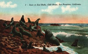 Vintage Postcard Seals On Seal Rocks Cliff House San Francisco California CA