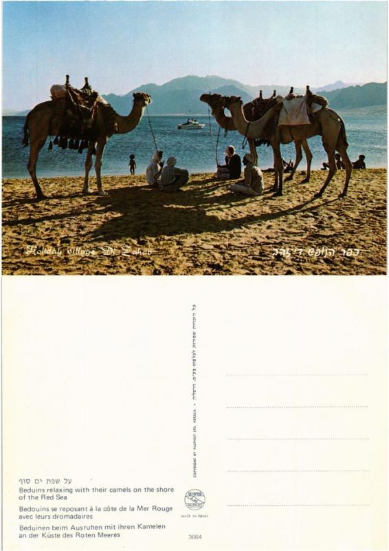 CPM AK Israel Beduins Relaxing with Their Camels Red Sea Folklore (775540)