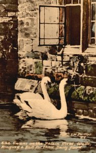 Vintage Postcard 1910's The Swans On The Palace Ringing Bell For Daily Food