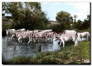 Postcard Modern CHAROLLES Oxen Charollais will be refreshed in the l'Arconce