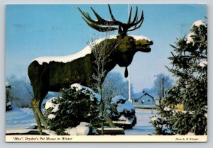 c1981 Canada Max Dryden's Pet Moose in Winter 4x6 VINTAGE Postcard 0244