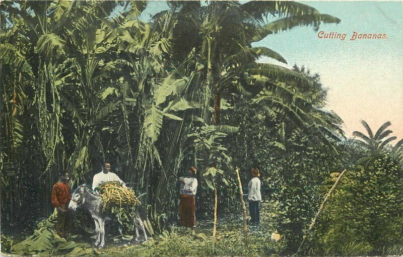 C-1910 Jamaica Caribbean Farm Agriculture Native Johnston  Postcard 20-4415