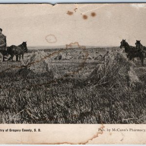c1900s Gregory County, SD Farm Men Wheat Harvest McCann Pharmacy Dallas S.D A169