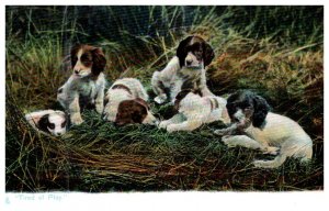 Dog ,  Tired of Play